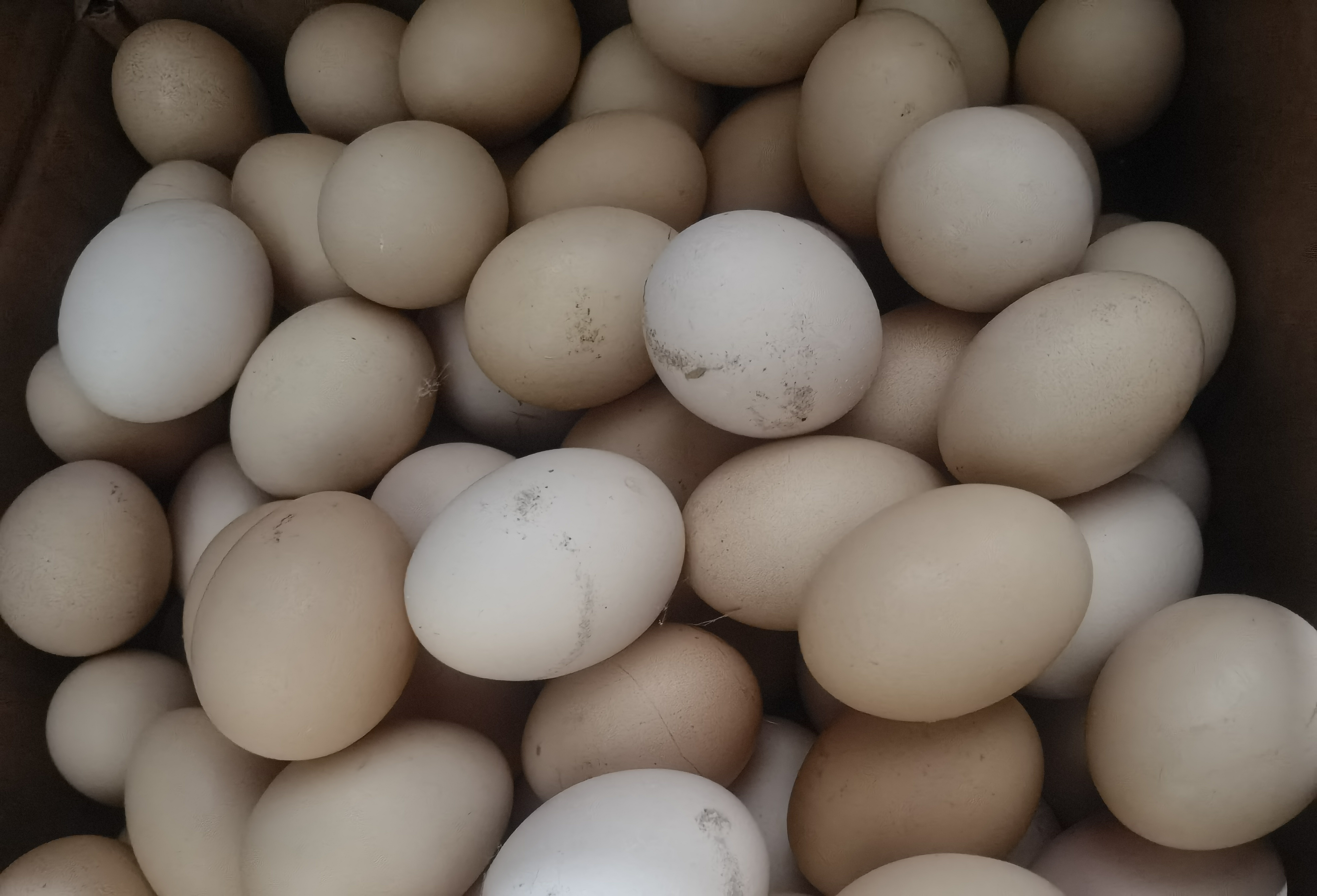 正宗土鸡蛋农家散养新鲜鸡蛋