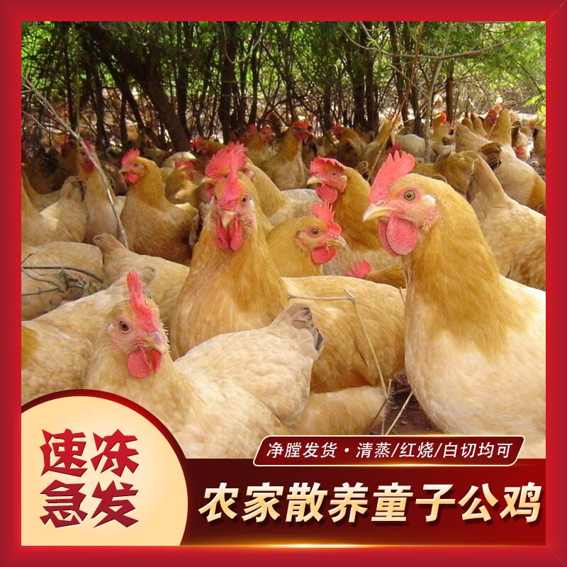 【到手三只】农家散养三黄鸡土鸡白条鸡 新鲜现杀鸡肉D