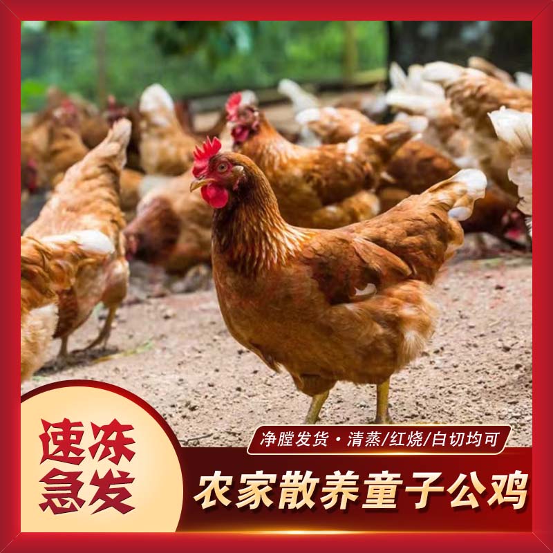 【到手两只】农家散养童子公鸡土鸡白条鸡 新鲜现杀鸡肉
