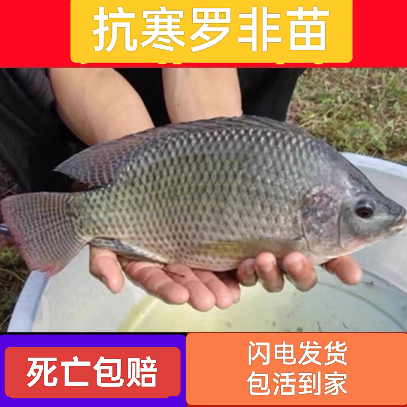抗寒罗非鱼苗淡水冷水养殖食用脆肉罗非鱼苗福寿鱼苗饲料鱼苗批发