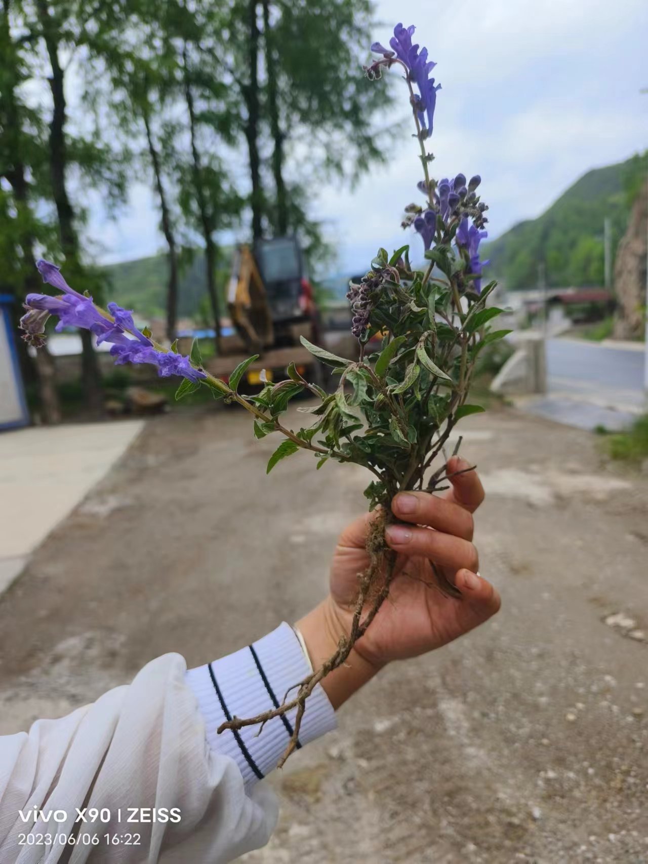 甘肃小黄芩250克起包邮