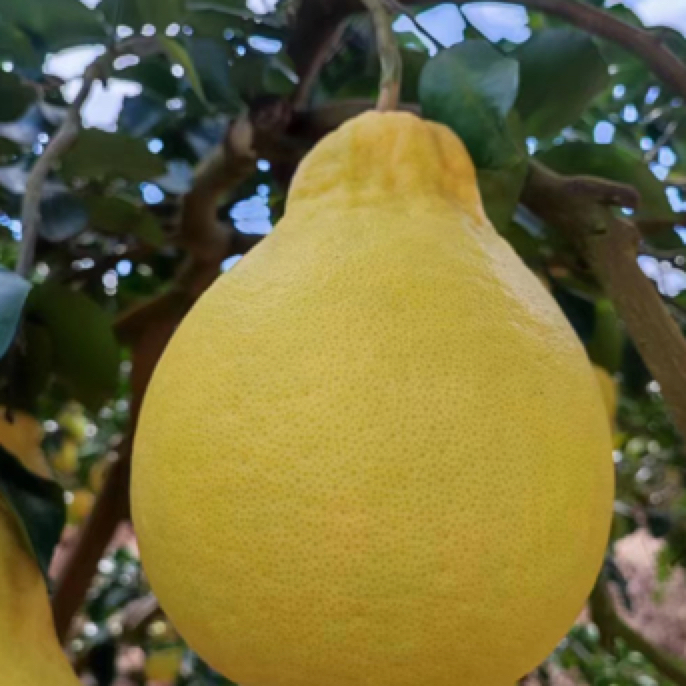 广东梅州沙田柚纯甜无酸（放一个星期以上辞水反糖口感更好）