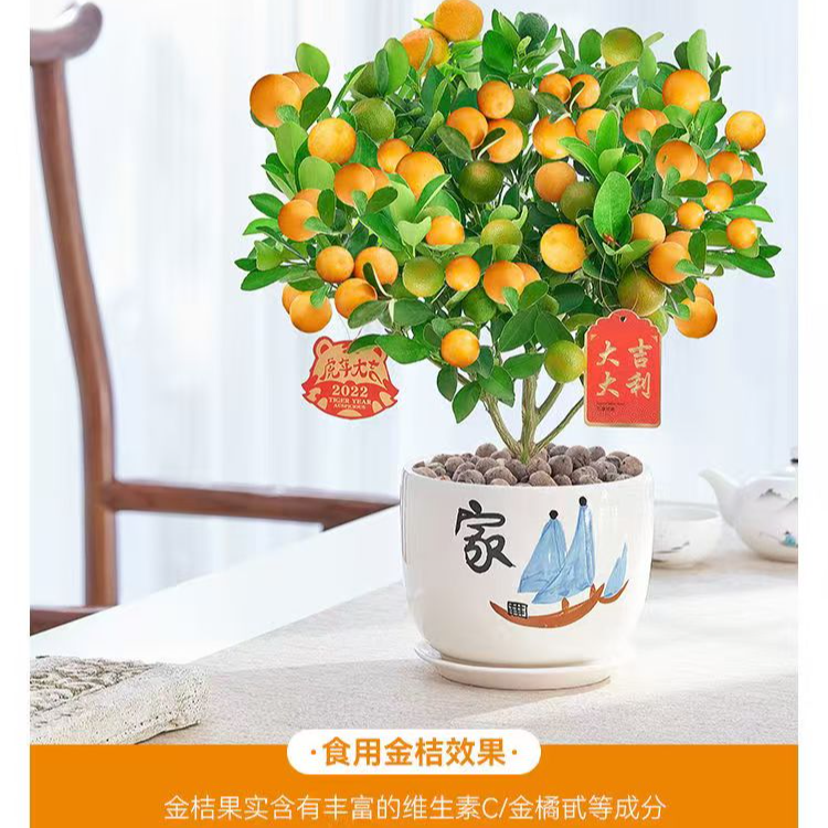 四季脆皮金桔盆栽带果可食用果树盆栽地载南北方（一物一拍）
