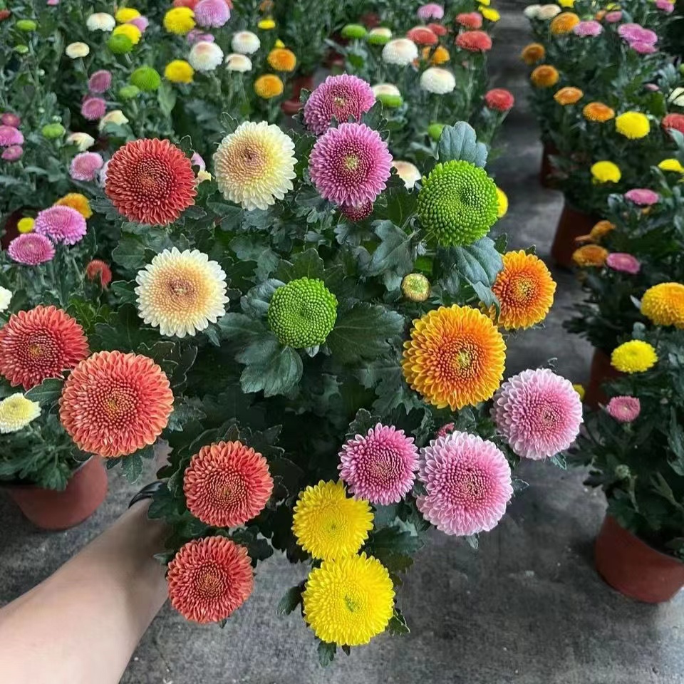 大盆乒乓菊盆栽带花盆四季开花菊花带花苞好养活室内阳台绿植花卉