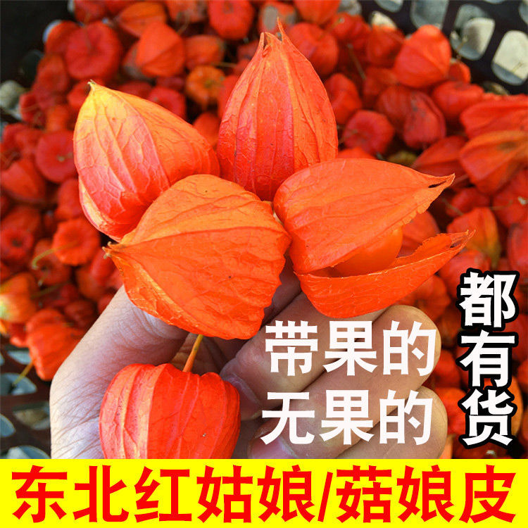 【新货】东北野生红菇娘鲜果干皮灯笼果带皮红皮苦菇娘泡水喝姑娘