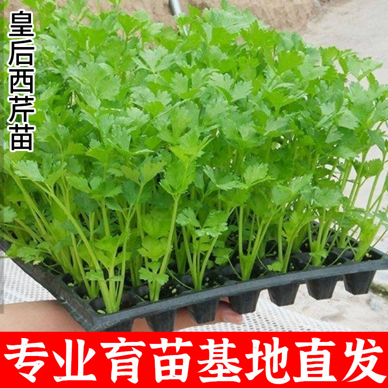 芹菜苗大皇后简单容易种植芹菜幼苗秧苗懒人种植阳台小院四季种植