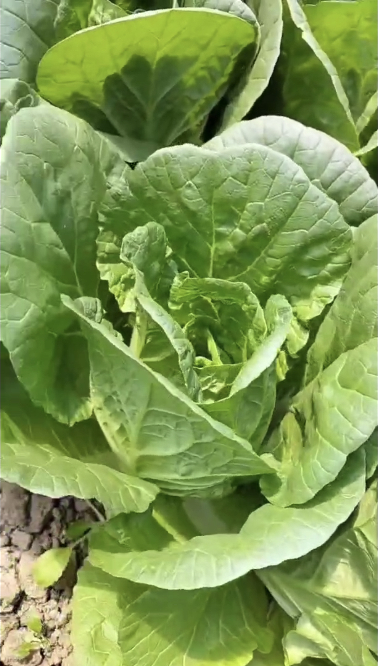 雪妃快菜 青杆青叶 耐寒耐抽苔 长势快 产量高 抗病能力强