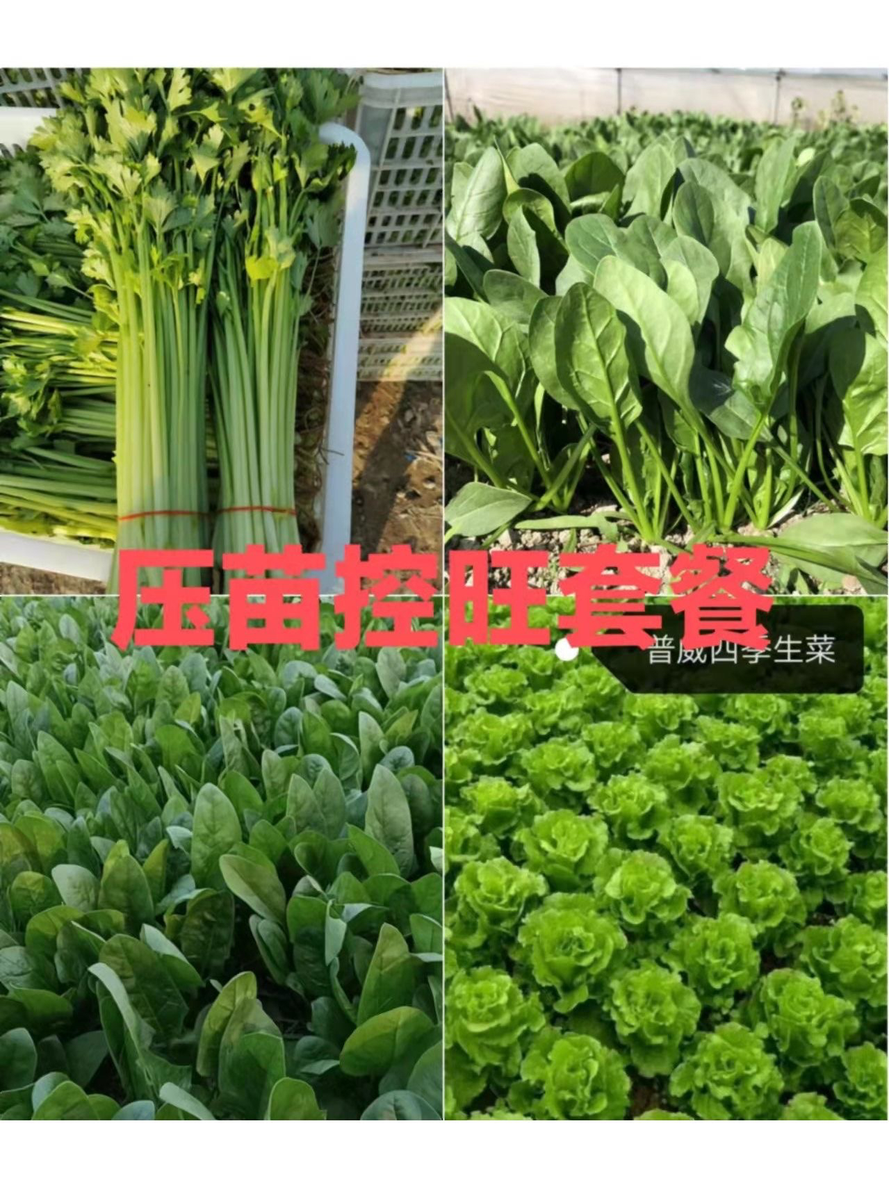 生菜控旺,油麦菜，芹菜，菠菜控旺压苗套餐矮壮素蹲药1套6到10桶水