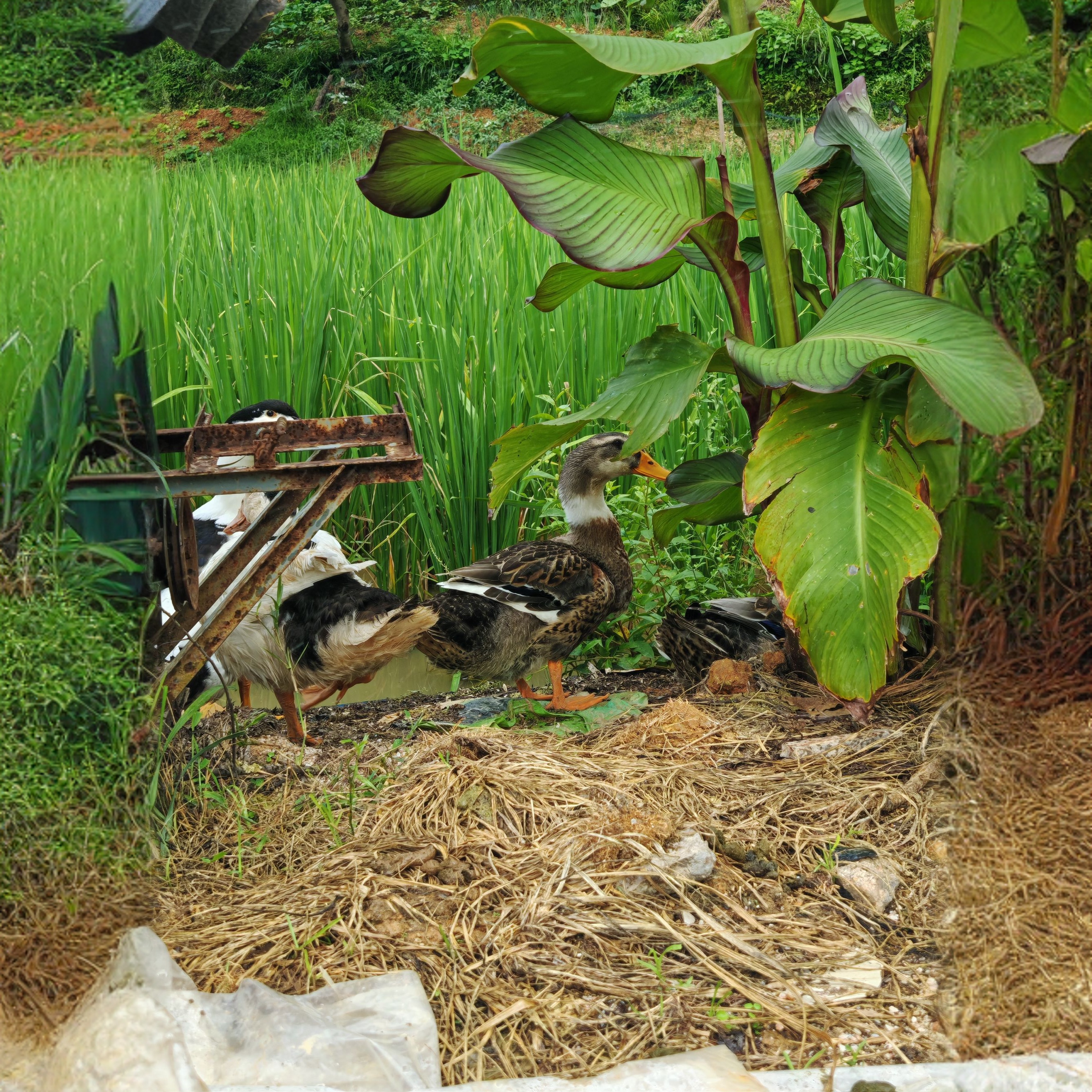 黔岭清水麻鸭溪水鸭