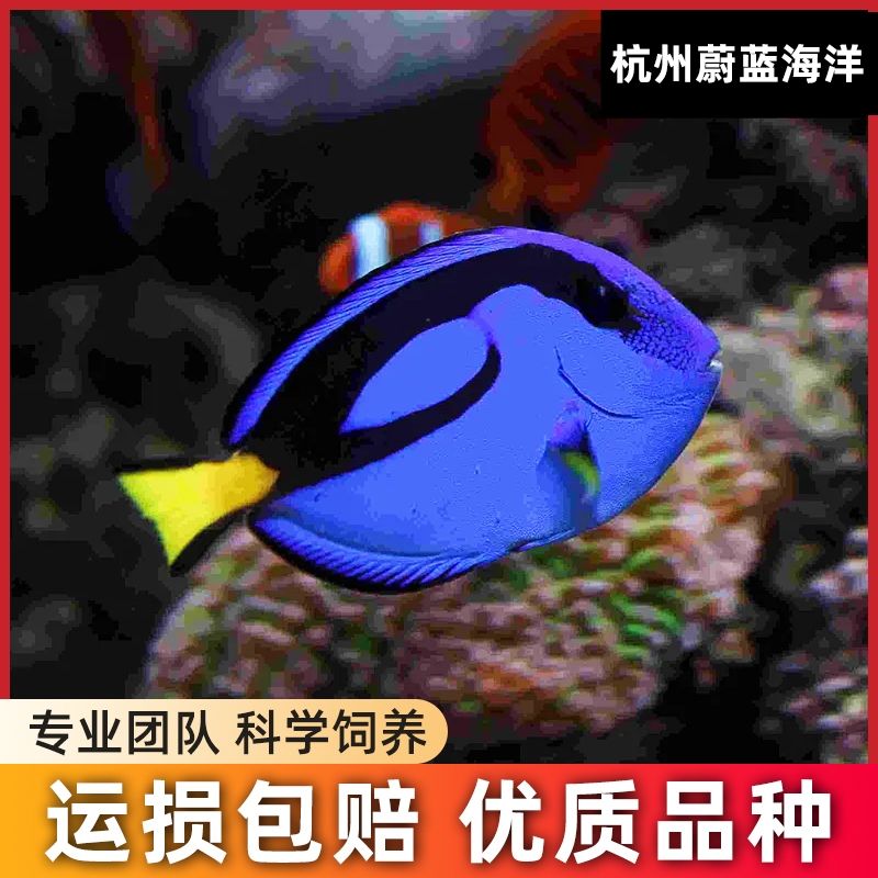 直播蔚蓝海洋蓝吊多莉粉大西洋紫蓝吊海水鱼检疫定水快递顺丰包活