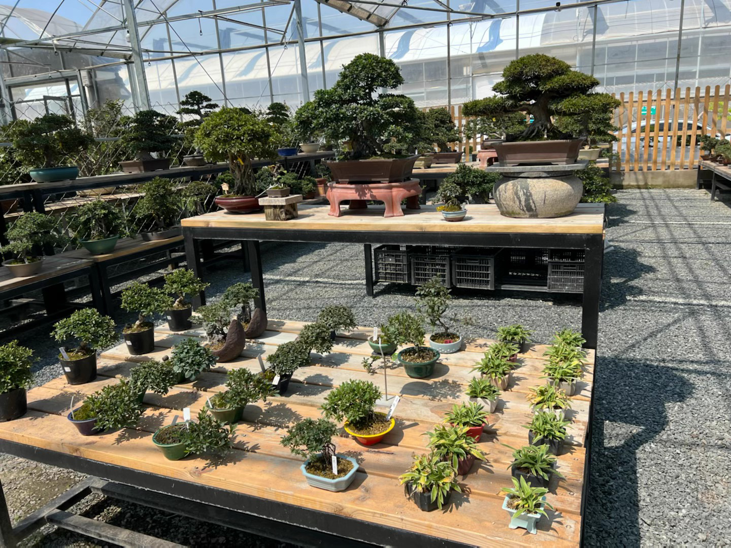 薇园盆景一物一拍