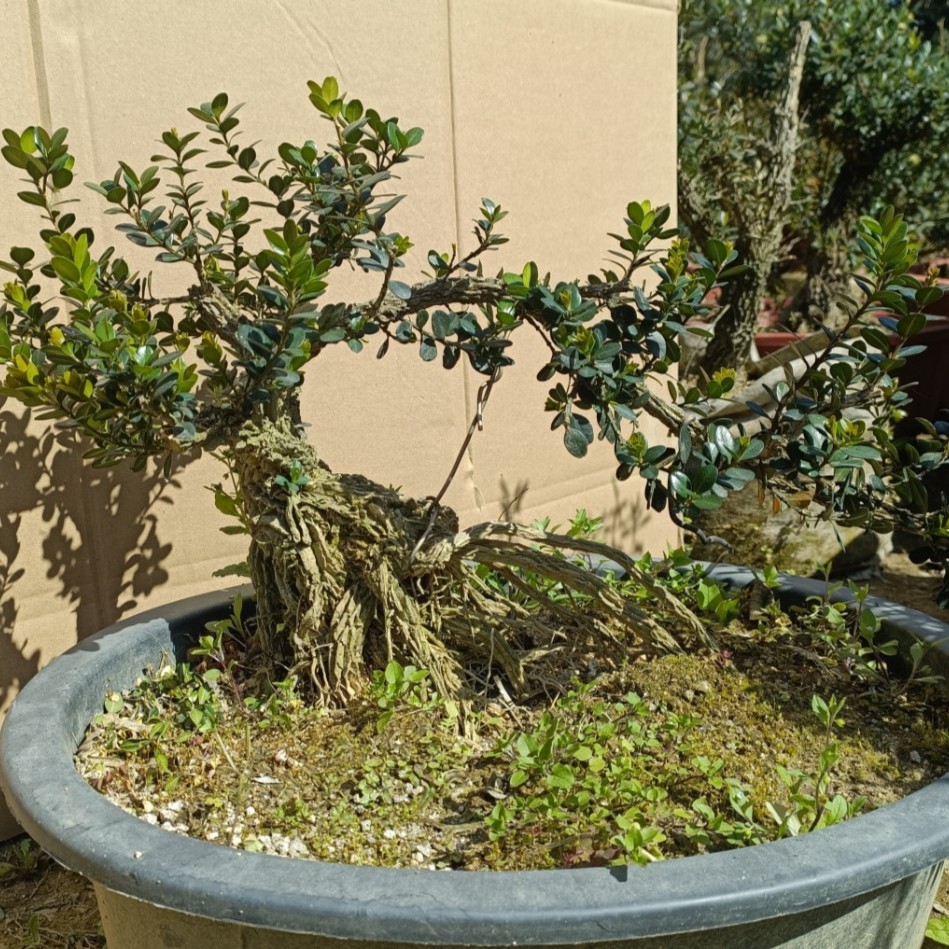 精品黄杨盆景素材