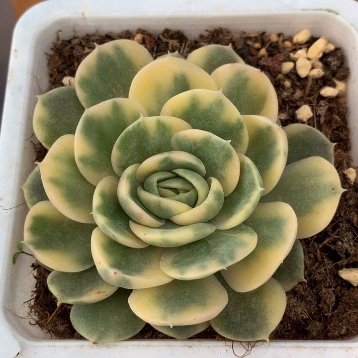 绿体昂斯诺锦锦上园艺一物一拍