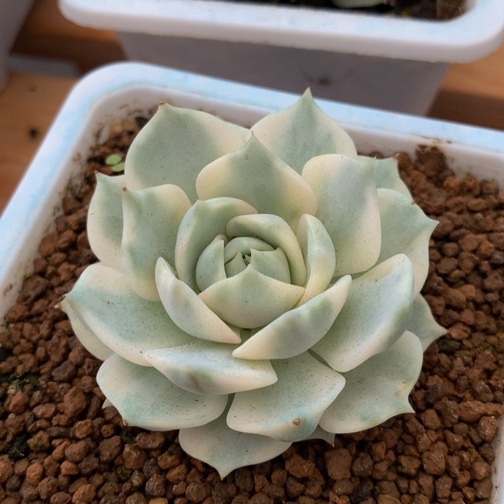 露娜莲锦锦上园艺一物一拍