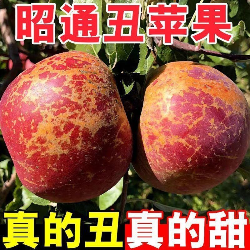 云南昭通丑苹果云南时令苹果新鲜采摘脆甜多汁2023TM