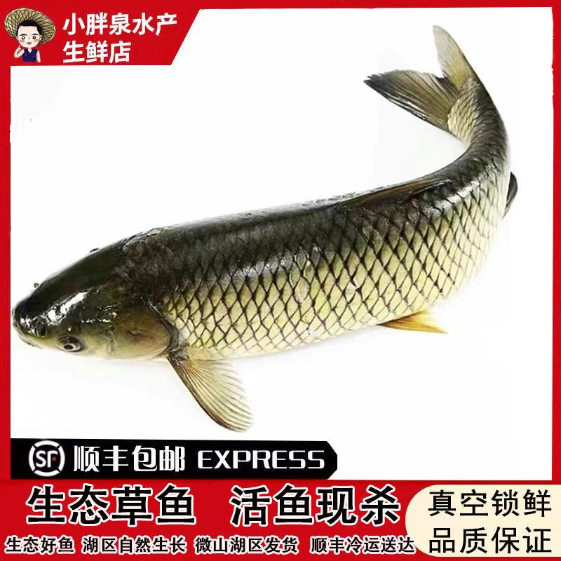 生态大湖原生态草鱼厚子鱼湖区捕捞皖鱼活鱼现杀宰杀损耗20％