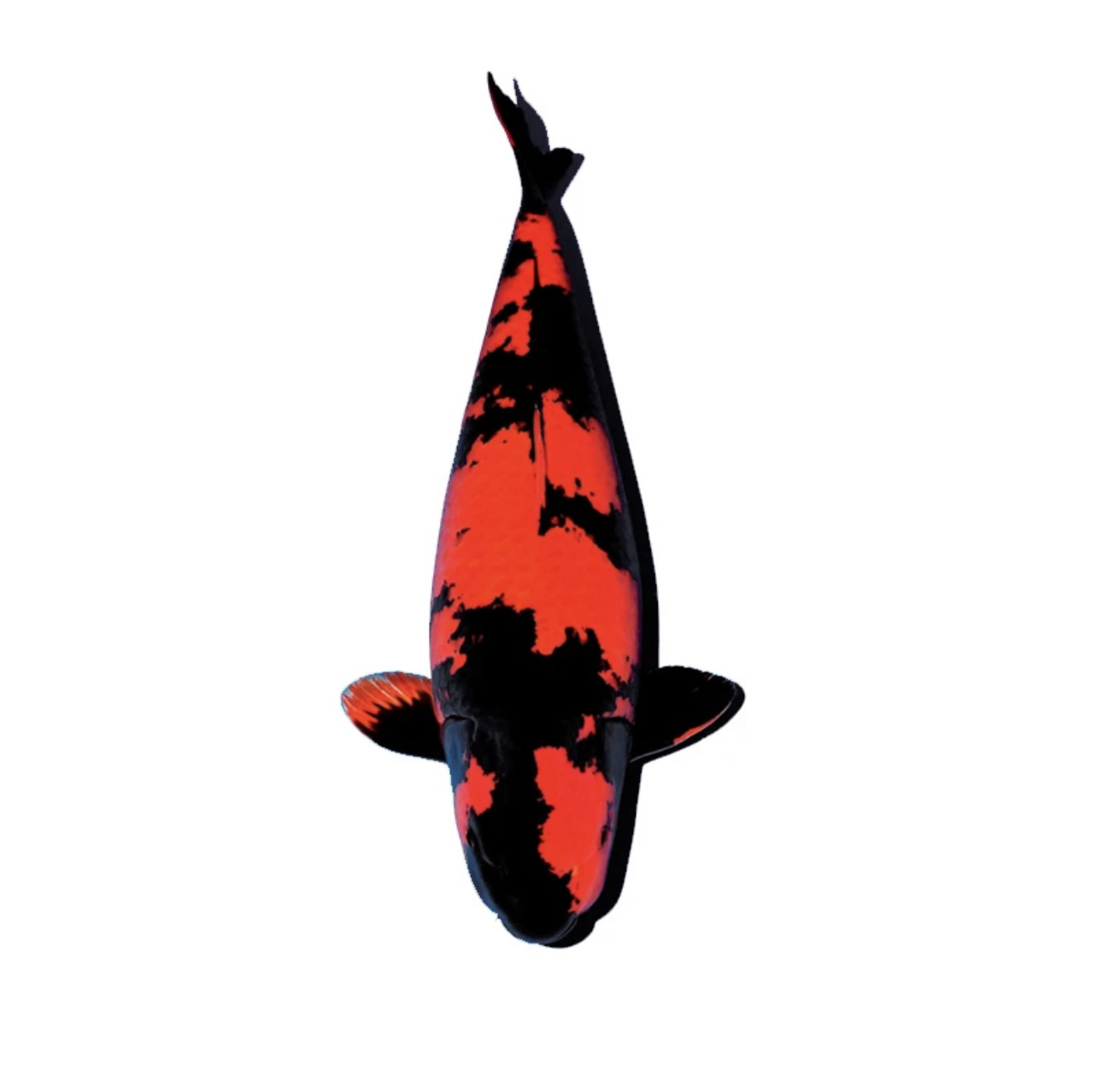 日本纯种锦鲤活鱼淡水鱼观赏鱼冷水鱼好养耐活大锦鲤红白锦鲤鱼苗