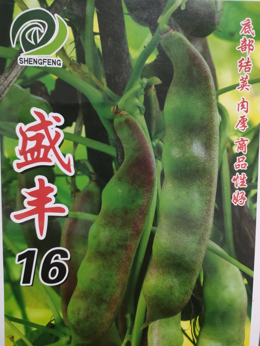 盛丰十六油豆角种子