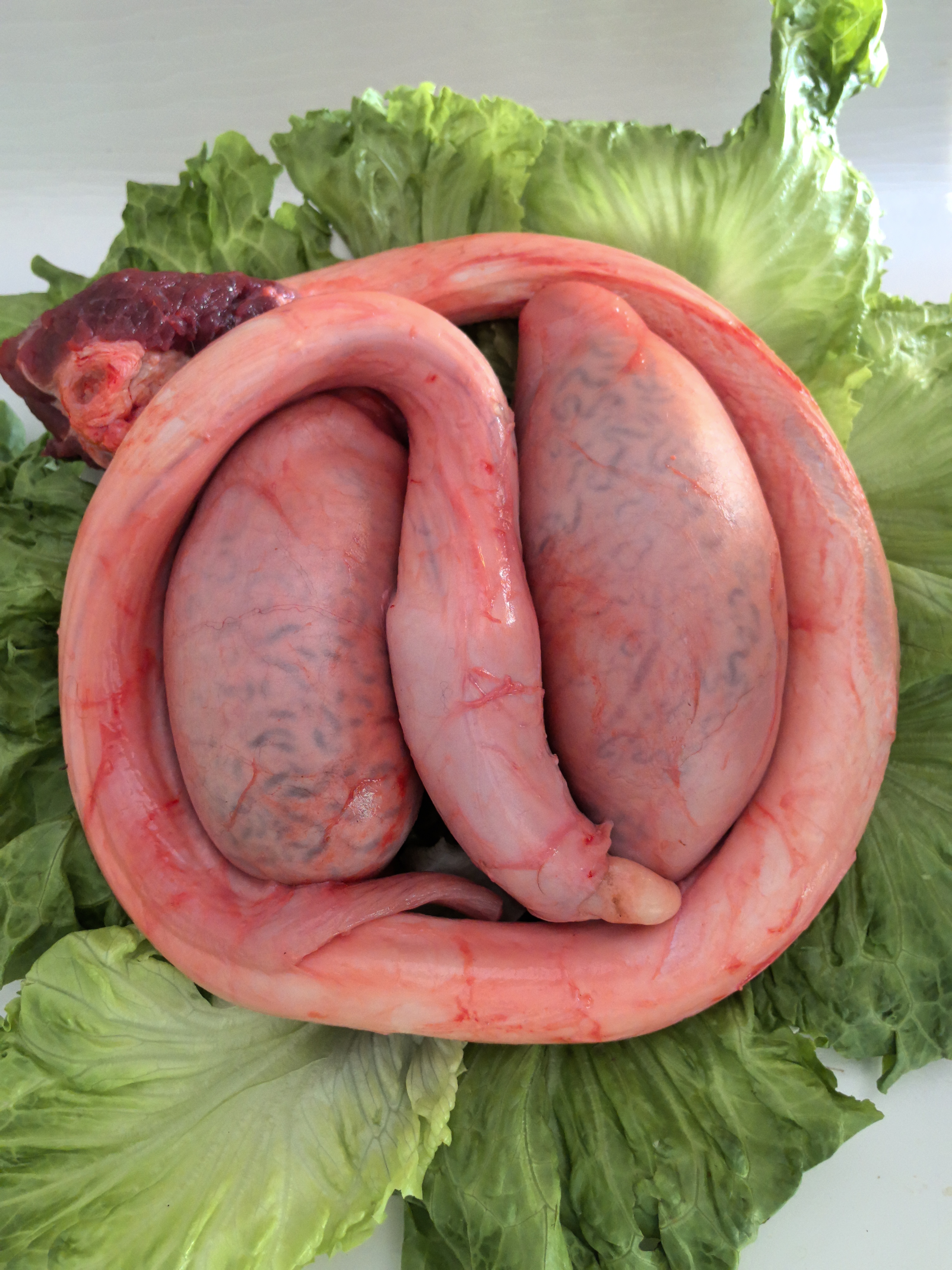 国产新鲜牛三宝整全套牛鞭牛蛋牛宝牛三件新鲜 顺丰冷链 保密包邮