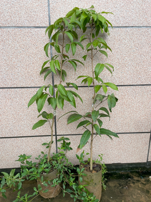 冰荔嫁接苗可盆栽地栽庭院种植