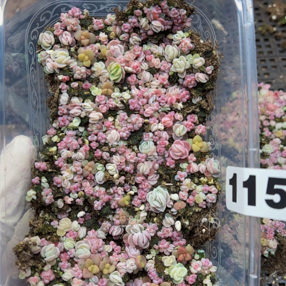 【闪购商品】多肉植物115