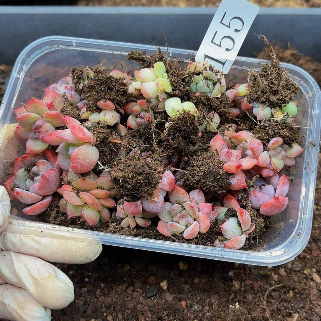 多肉植物多肉植物155