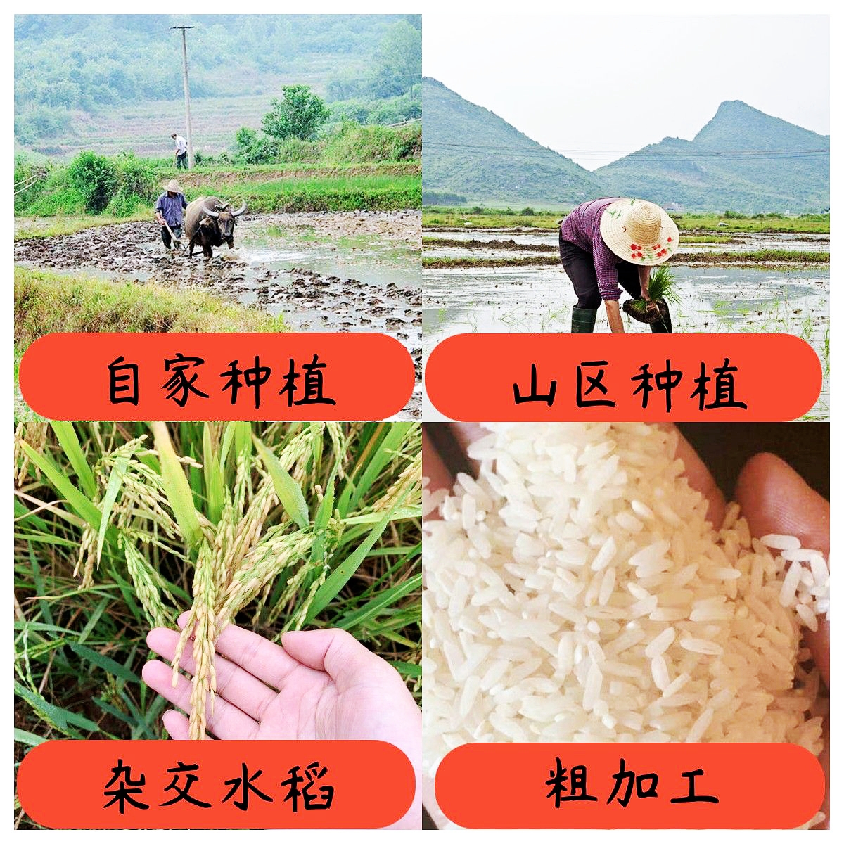 丘北农户自种当季新鲜优质品种大米优选普通种植收割新米软糯农村