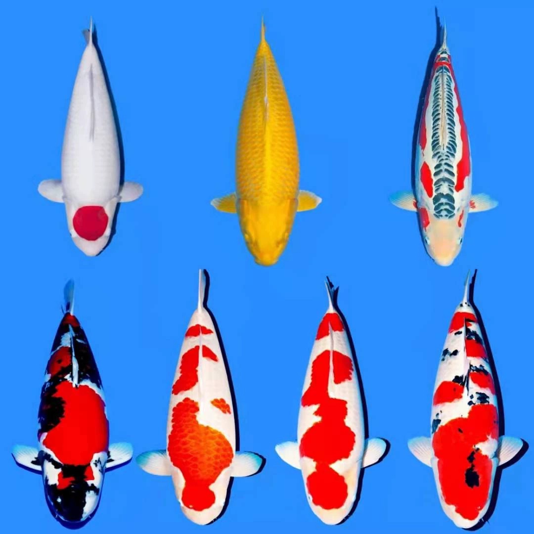 26-31公分 精选锦鲤 品种多多红白大正锦鲤鱼 