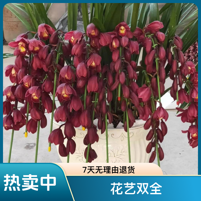 无品牌大红袍 年宵花  （大花蕙兰）