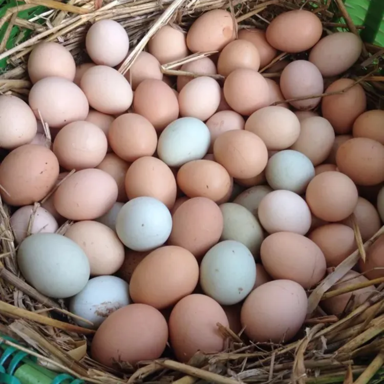 广水本地山林散养土鸡蛋湖北随州农家土鸡蛋30个50个包邮破损包赔