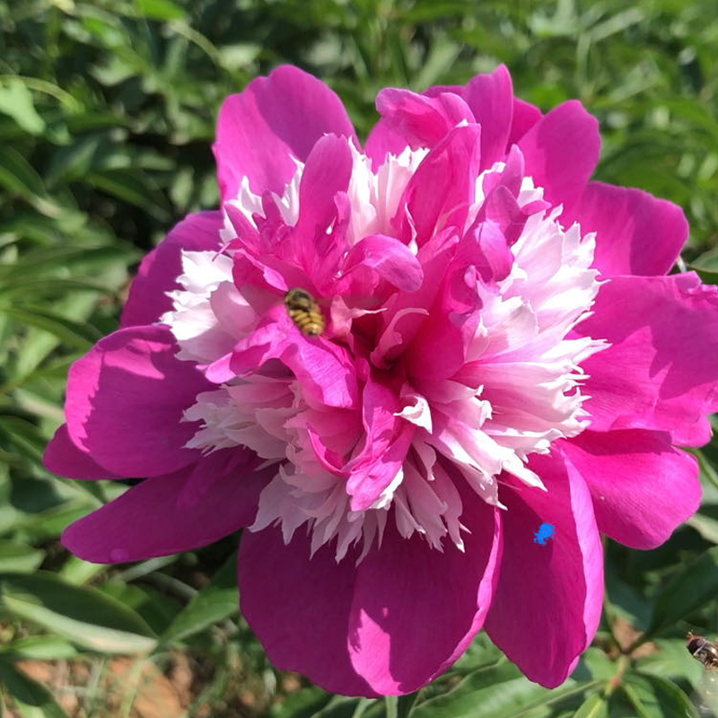 古泽奇花露霜芍药花苗复色传统芍药花菏泽芍药适应性特强株型直立
