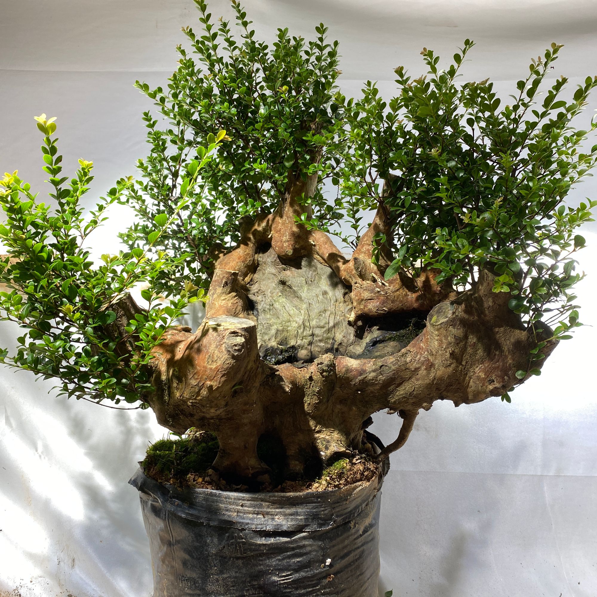 一物一拍直播间实物为准小叶赤楠映山红猴头鹿角杜鹃栀子花素材