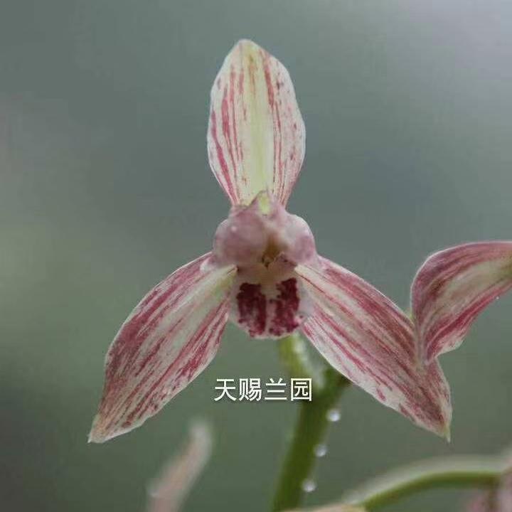 秋榜兰花链接一物一拍