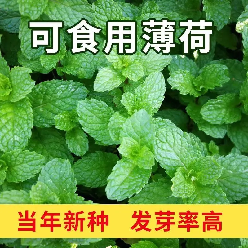 食用薄荷种子柠檬薄荷四季种孑播种室内阳台驱蚊花早种籽