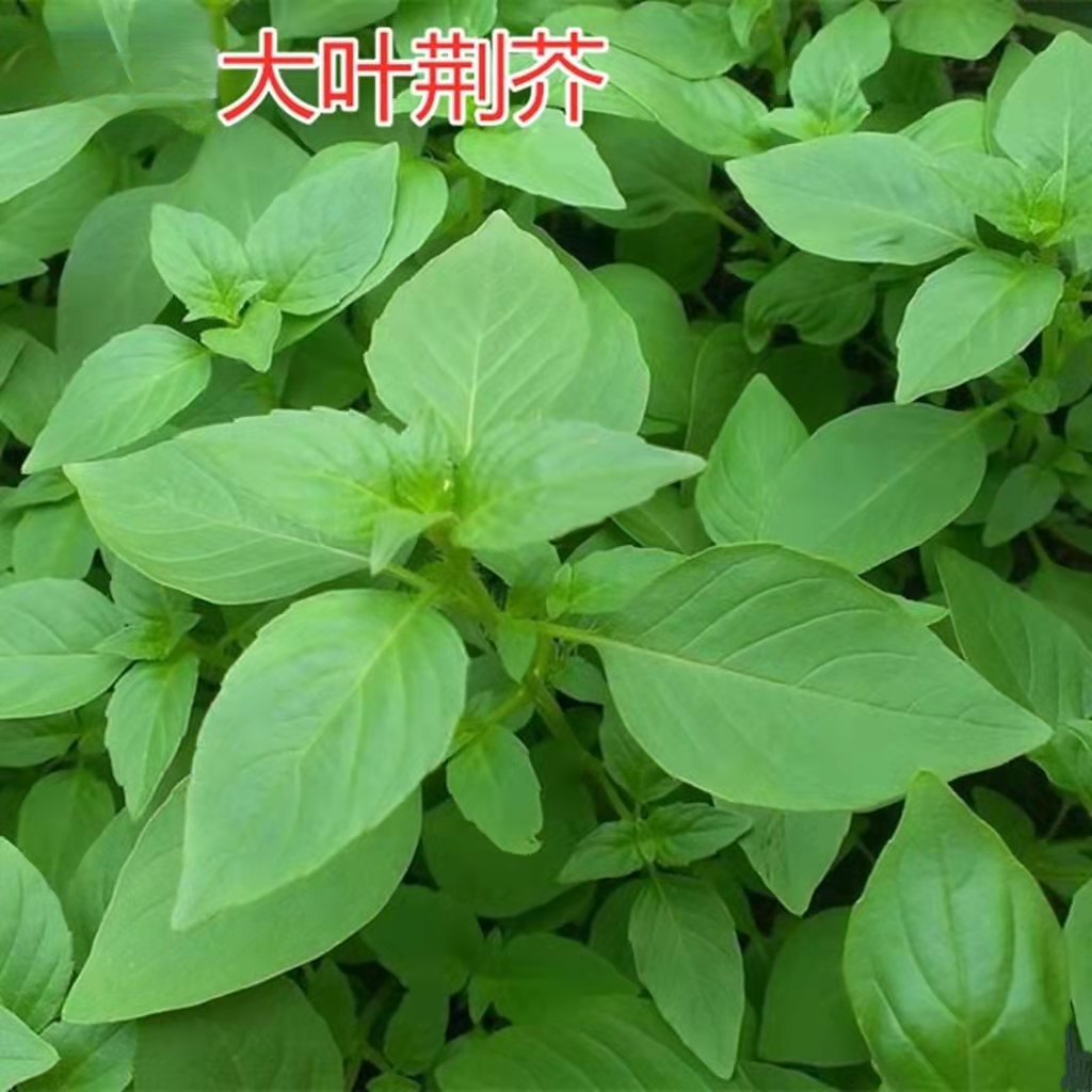 大叶荆芥种子野菜速生香荆芥春夏秋耐热蔬菜籽清香鲜嫩夏季简单