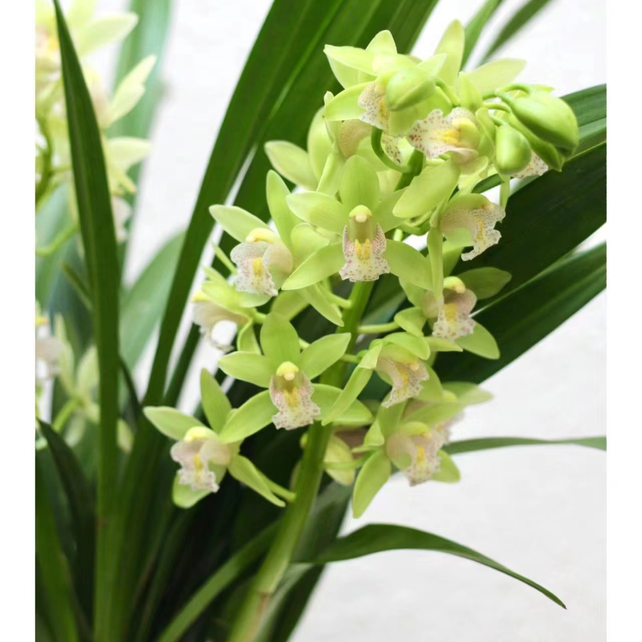 【香兰/绿精灵】春倚浓桌面款花花 一物一拍所见即所得