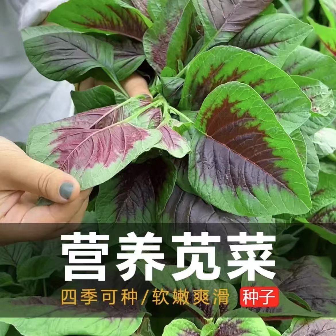 籽种拍三送一苋菜种子/一点红苋菜/绿苋菜/冬寒菜种子家庭种植