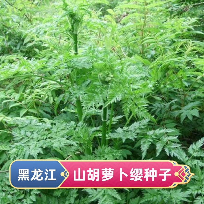 东北山胡萝卜缨种子鹅参种子土白芷种子广三七胡萝卜七土当归种子