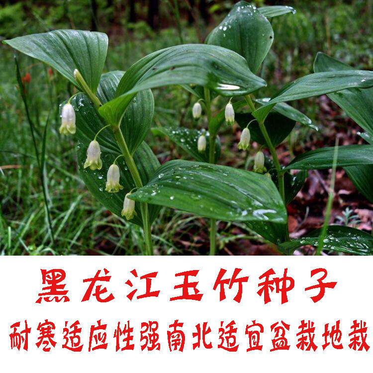 黑龙江玉竹种子中草药植物子种盆栽地栽南北适宜四季易活玉竹种子