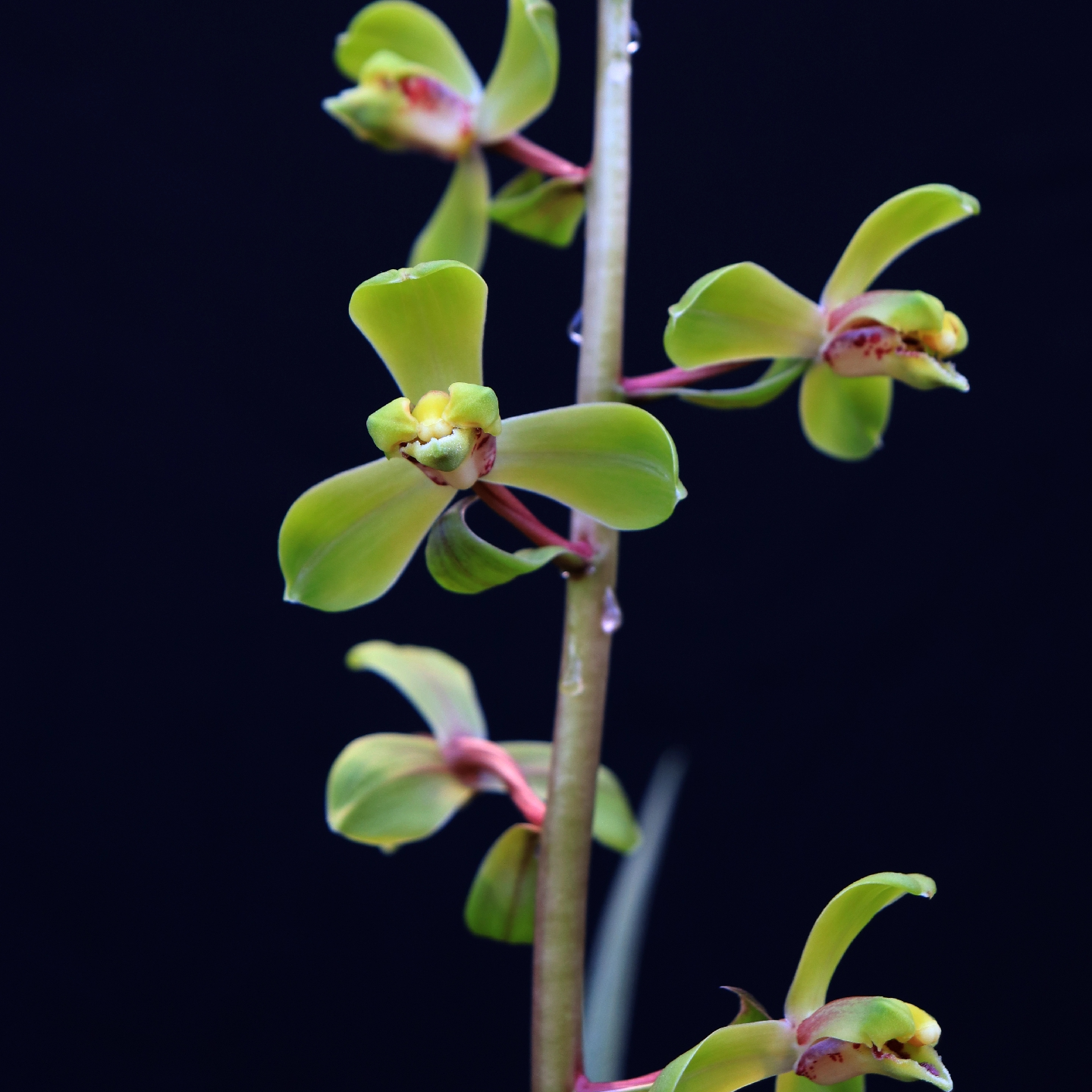 姑苏小兰迷210-300&兰花