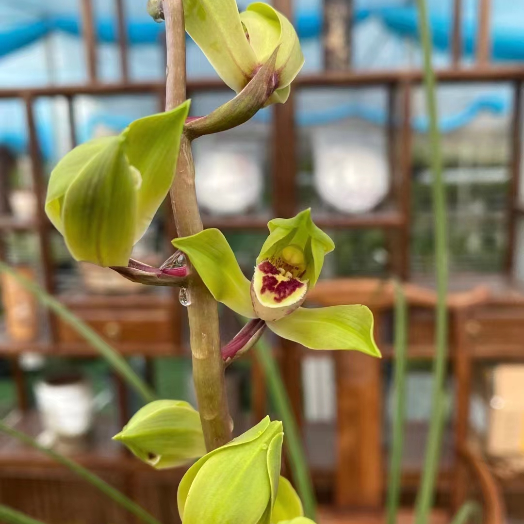 姑苏小兰迷兰花50-100价格