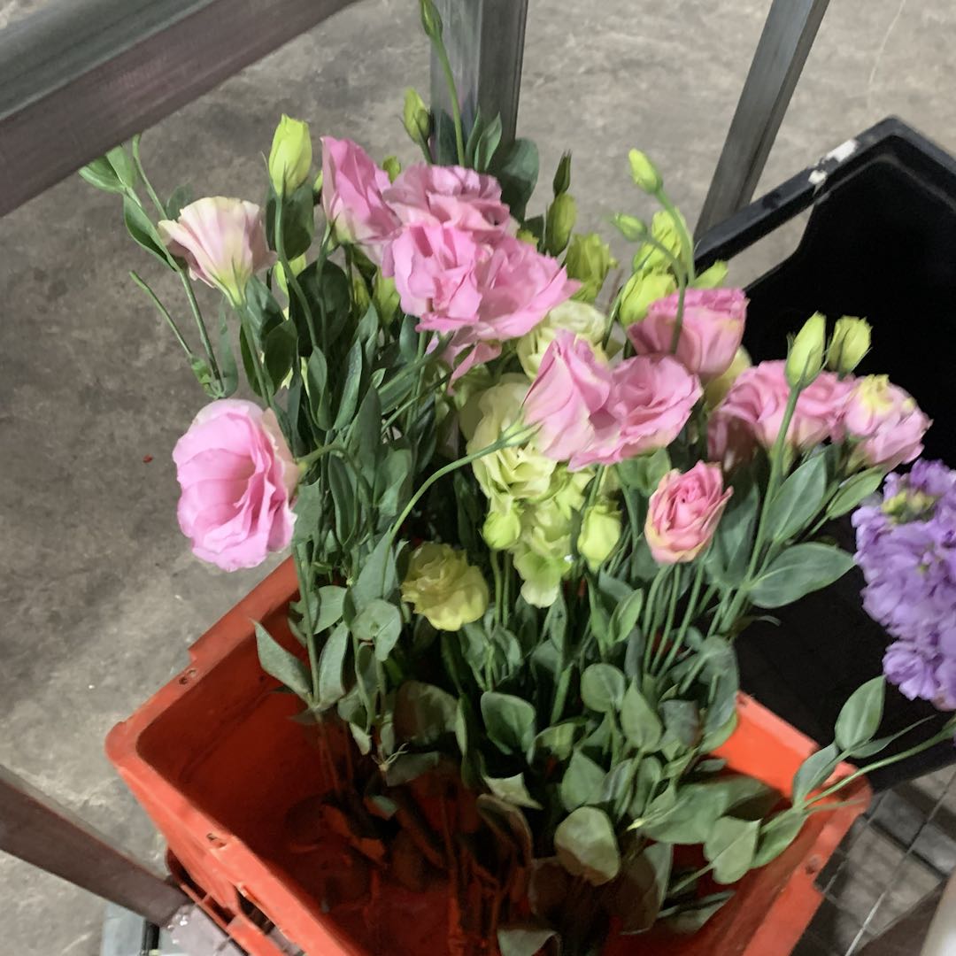 草花优质应季冬天偏小大小温馨质量挑选
