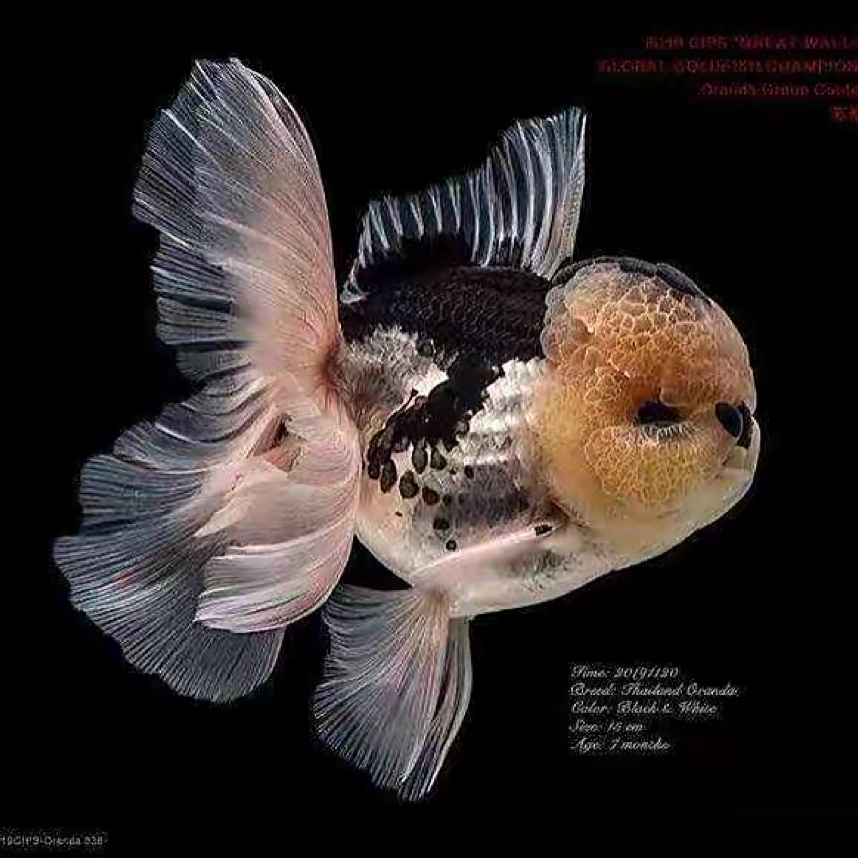 兰寿泰狮观赏鱼金鱼