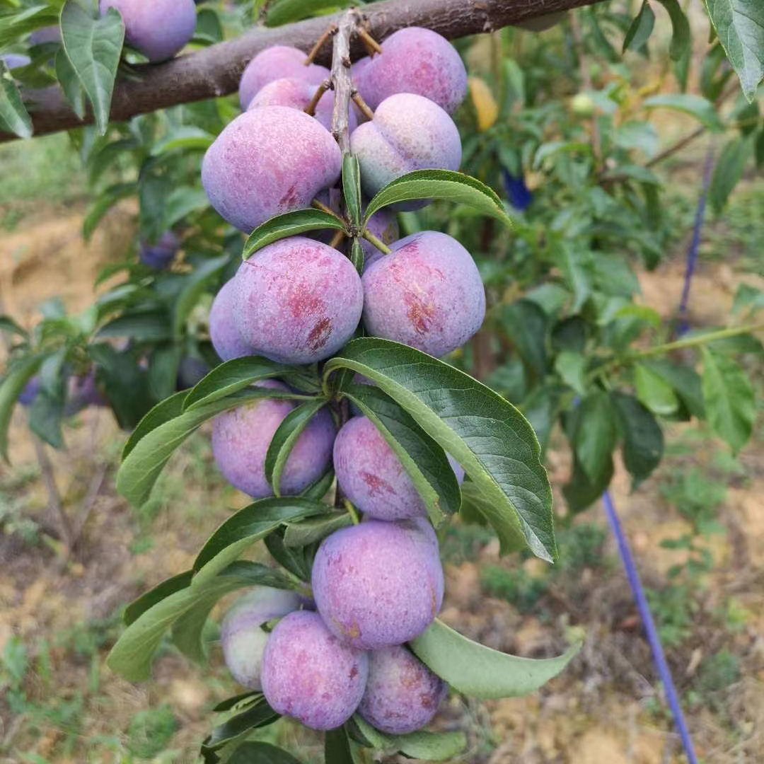 【一物一拍】家庭花园庭院田园别墅盆栽植物种植栽培基地直发包邮