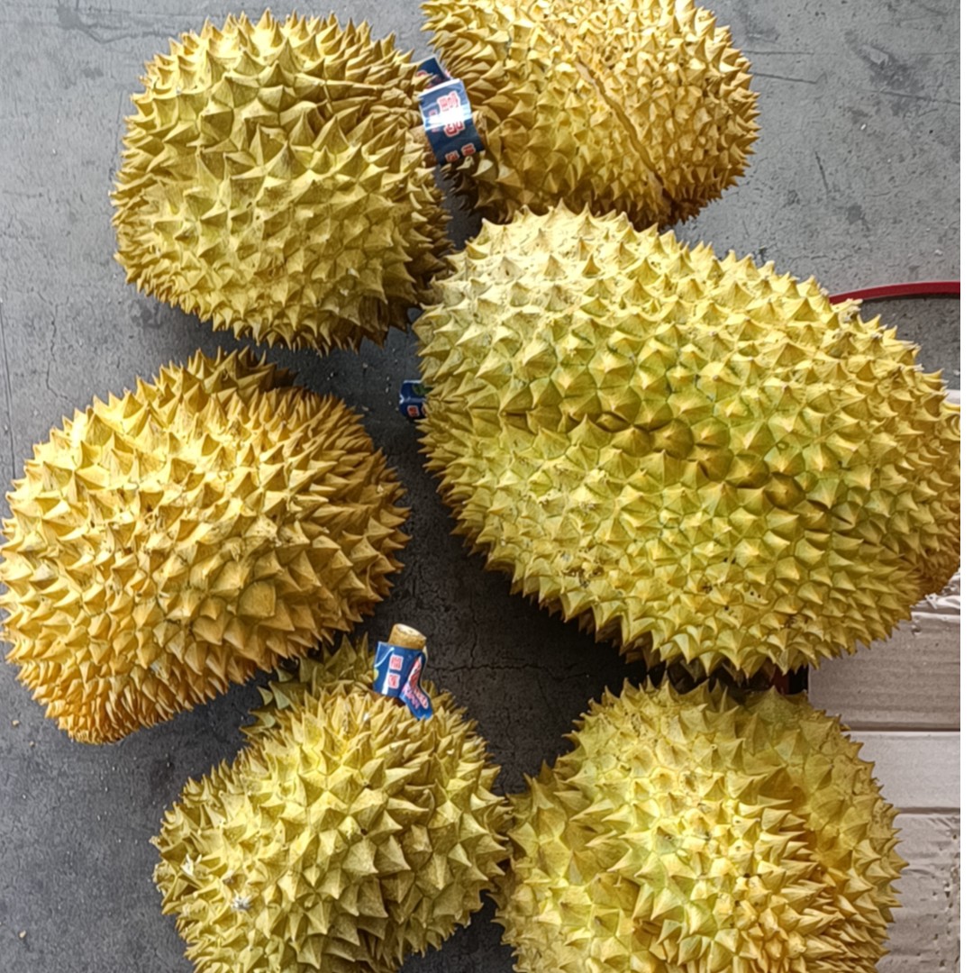 12.25AAA树熟金枕榴莲
