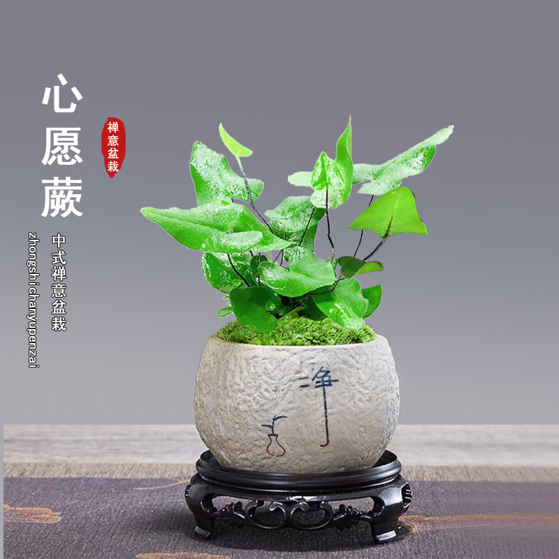 心愿蕨办公室绿植室内盆栽女生桌面小植物四季常青好养净化空气