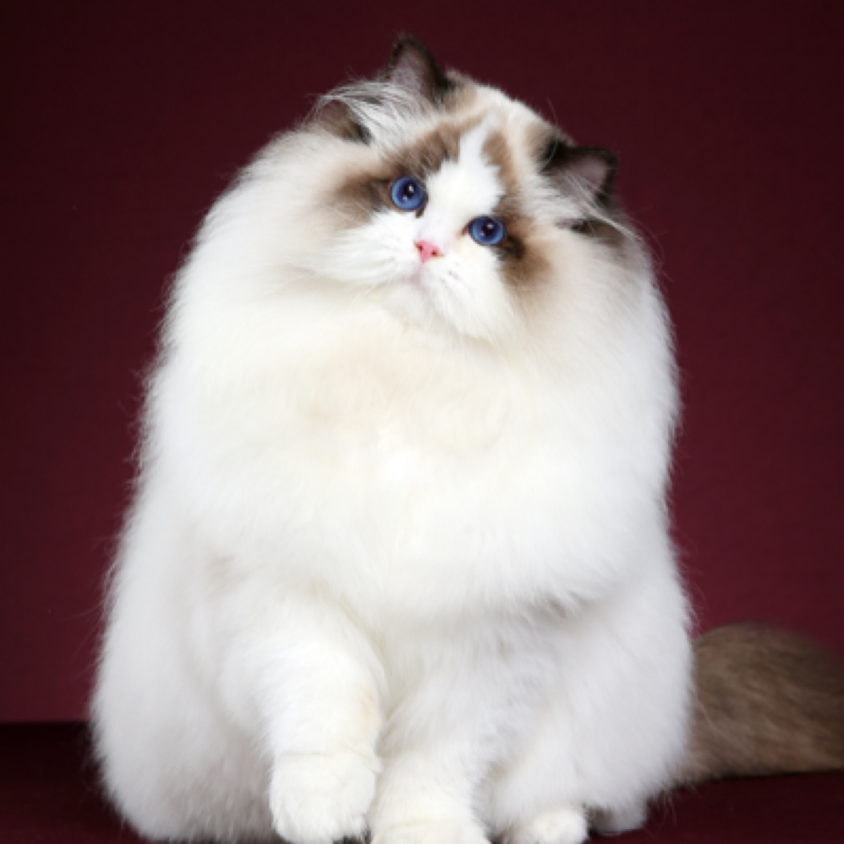 妮妮喵新脸版布偶猫舍全款成交链接