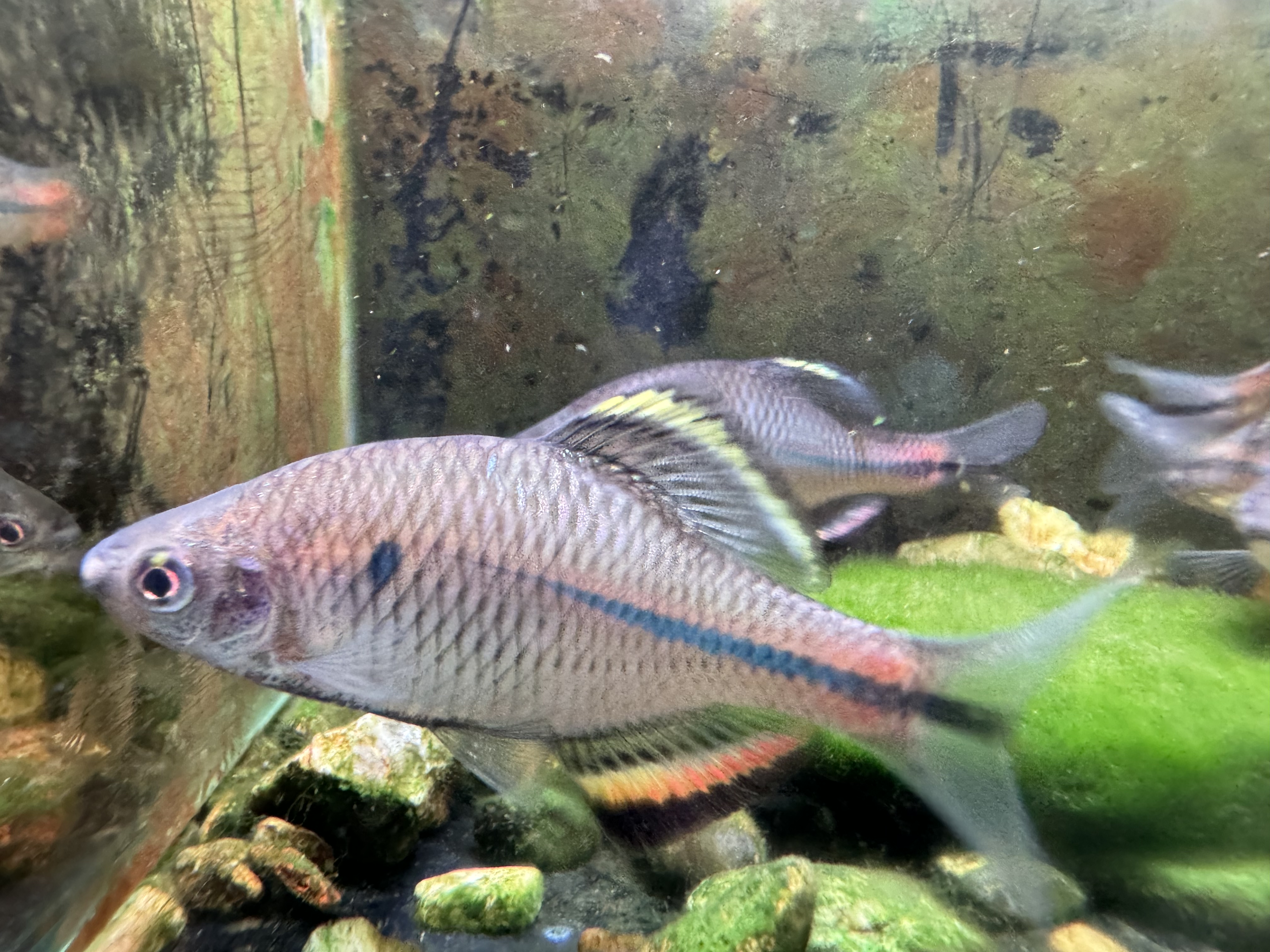 江西齐氏鱊鳑鲏鱼群游冷水淡水鱼活体宠物包邮包活原生鱼混养