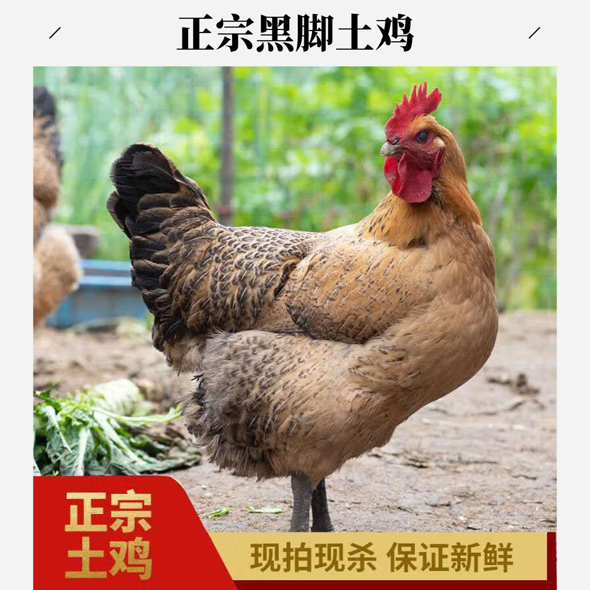 林下放养两年多黑脚 黄油老母鸡 现宰现杀 带内脏 两只6-7斤 a
