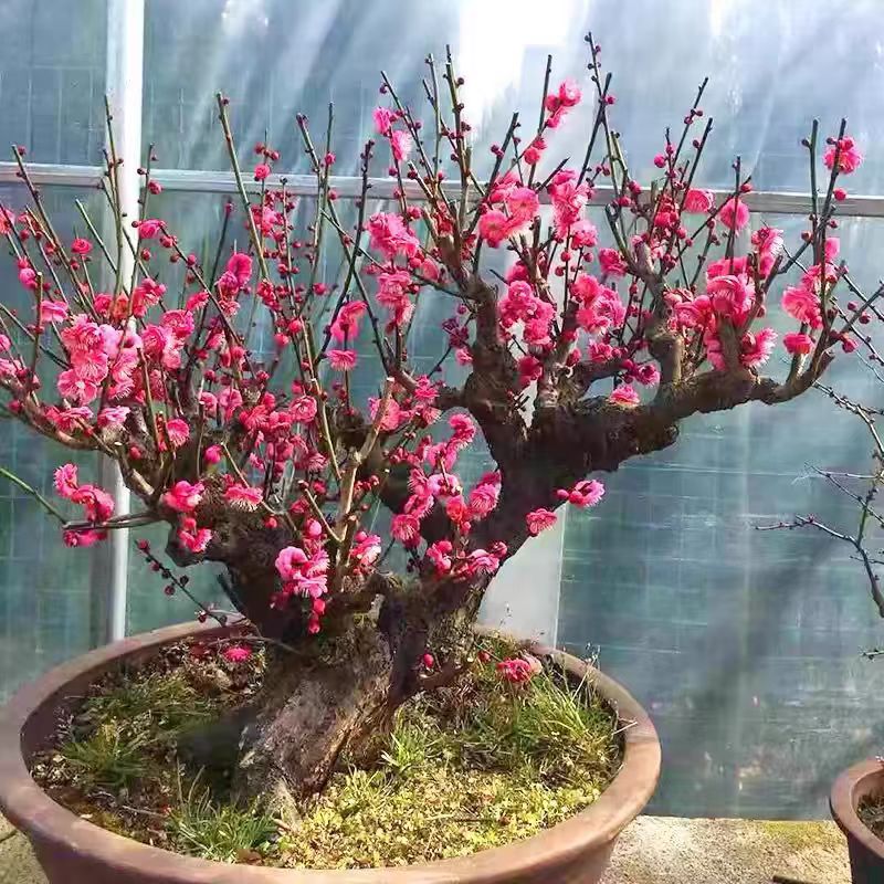 实物红梅绿梅花盆景原生朱砂梅乌梅造型树桩室内老桩耐寒盆栽植物